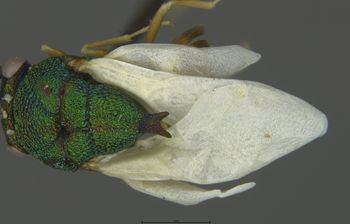 Media type: image;   Entomology 19623 Aspect: wing